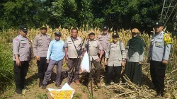 Panen Jagung Kwartal II, Polresta Malang Kota Perkuat Ketahanan Pangan Nasional Bersama Petani Kedungkandang