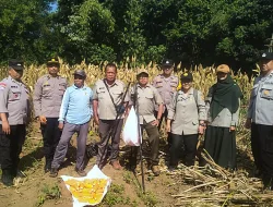 Panen Jagung Kwartal II, Polresta Malang Kota Perkuat Ketahanan Pangan Nasional Bersama Petani Kedungkandang