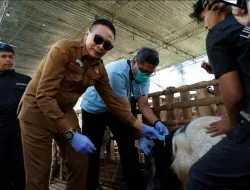 Cek Hewan Kurban, Wali Kota Wahyu Hidayat Pastikan Bebas Penyakit
