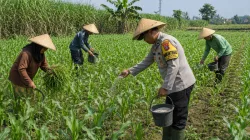 Pak Bhabin Motor Ketahanan Pangan, Aiptu Suwandi Dampingi Petani Rawat Jagung Target Panen 3,5 Ton