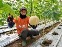 Dari Buruh Tani Menuju Petani Mandiri, Program Zakat Produktif YBM BRILiaN Hasilkan Omzet Hampir Rp93 Juta