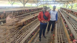 Tak Perlu Tinggalkan Kandang, Peternak Ayam Tulungagung Manfaatkan Cash Pick Up Perbankan
