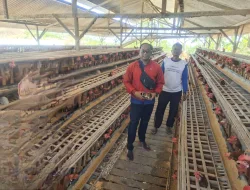 Tak Perlu Tinggalkan Kandang, Peternak Ayam Tulungagung Manfaatkan Cash Pick Up Perbankan